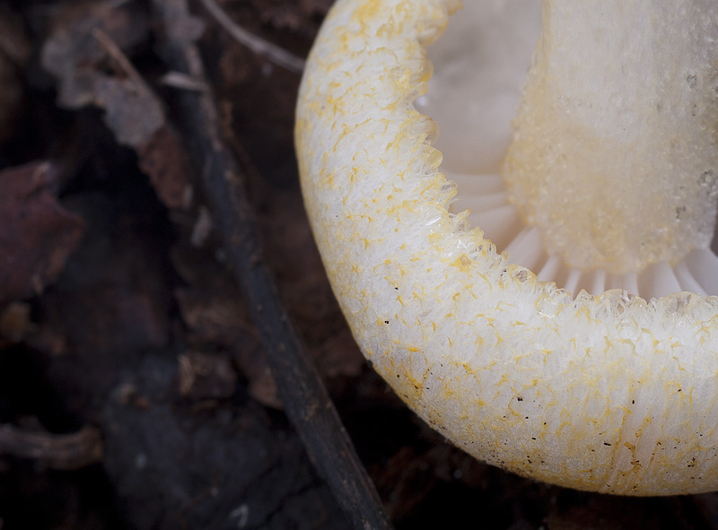 Hygrophorus chrysodon